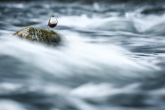 Wasseramsel