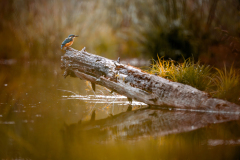 Eisvogel