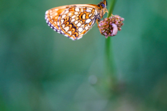 SI9_2670