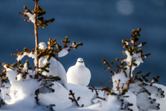 Alpenschneehuhn
